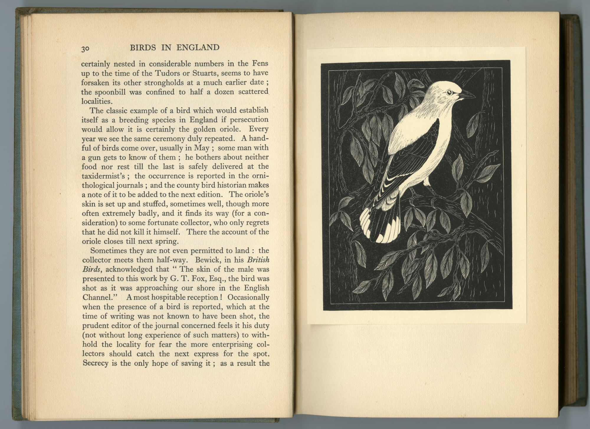 『BIRDS IN ENGLAND』（1926年、CHAPMAN AND HALL）のページから01